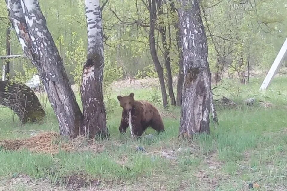 Качалку в одоевском районе медведь фото Медведица в ошейнике пыталась напасть на стадо коров в Кузбассе - KP.RU