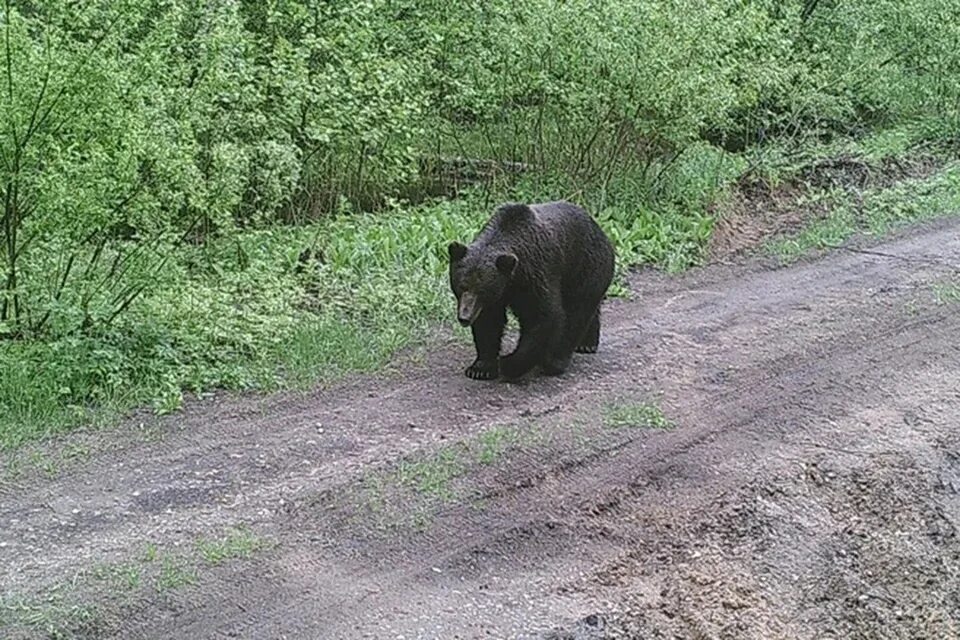 Качалку в одоевском районе медведь фото Под Новогрудком медведица с тремя медвежатами вышла к людям - KP.RU