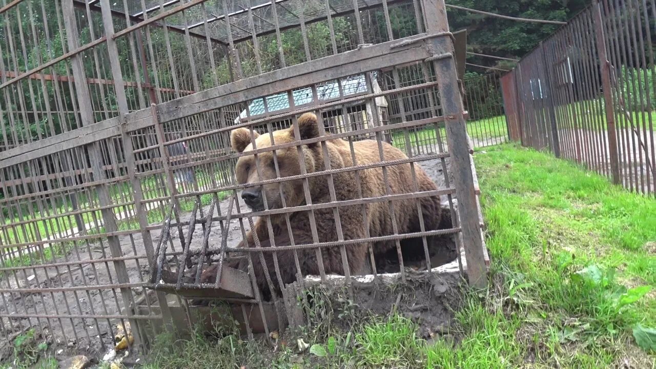 Качалку в одоевском районе медведь фото Медведь на трассе в Чувашии. - YouTube