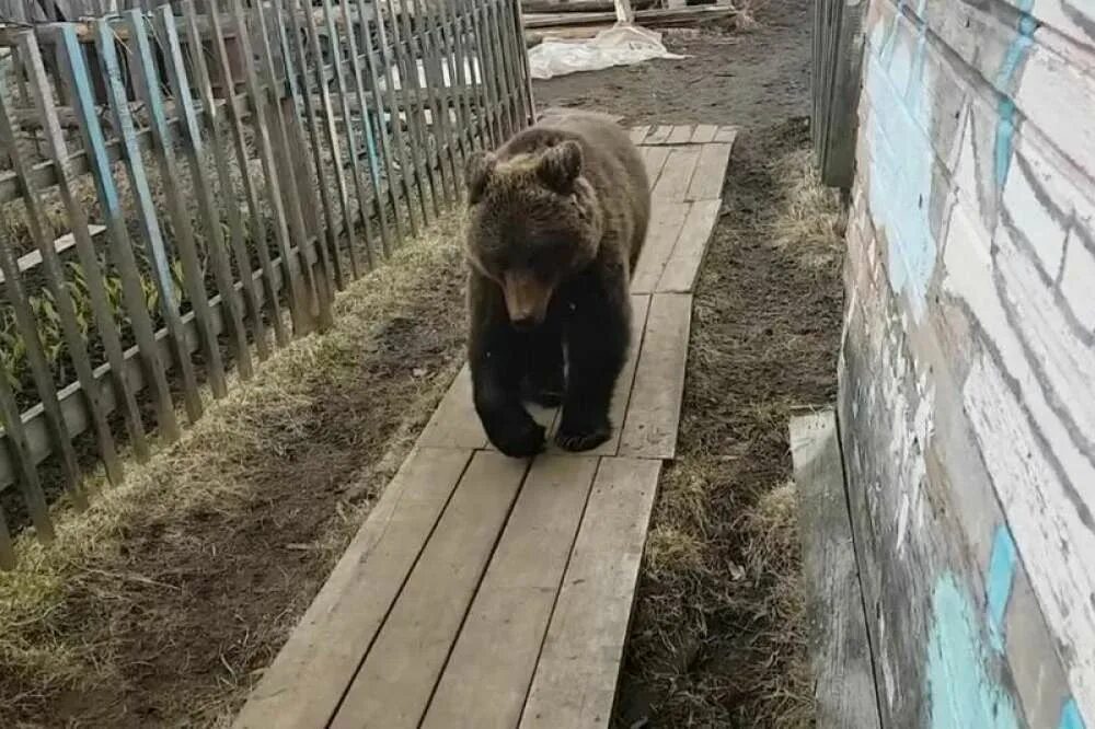 Качалку в одоевском районе медведь фото В Курагинском районе медведь повадился заходить по ночам в усадьбы сельчан