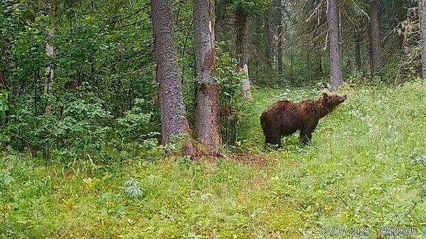 Качалку в одоевском районе медведь фото У добытого в Афанасьевском районе медведя нашли трихинеллез - Рамблер/новости