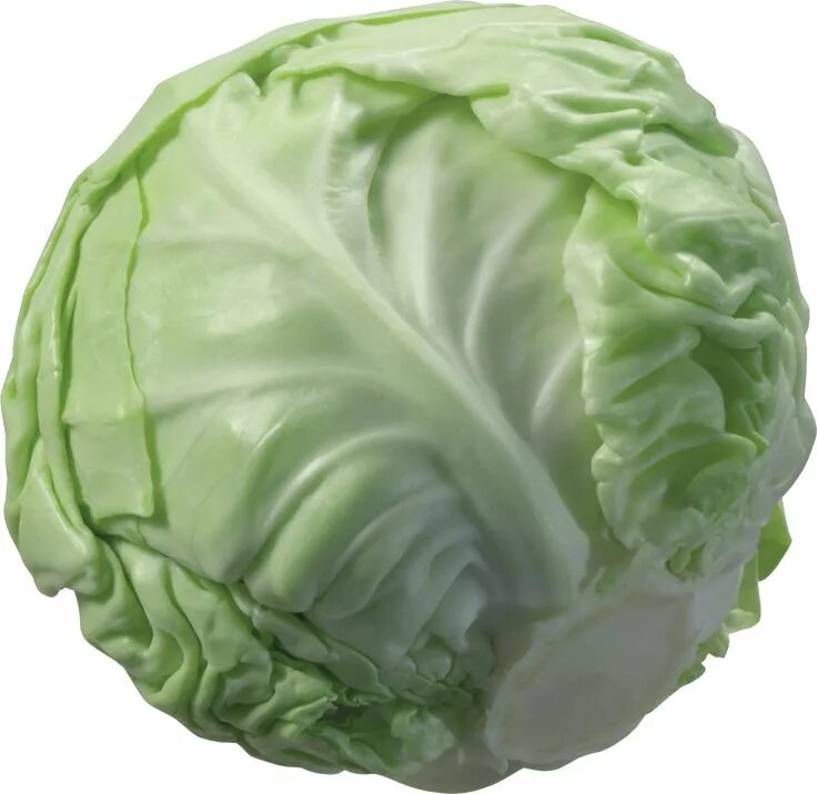 Качан капусты фото Cabbage PNG Image Cabbage, Plants, Inspirational wallpapers