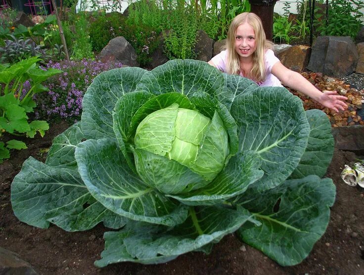 Качан капусты фото How to Grow a Gigantic Cabbage Jardins, Potager, Choux