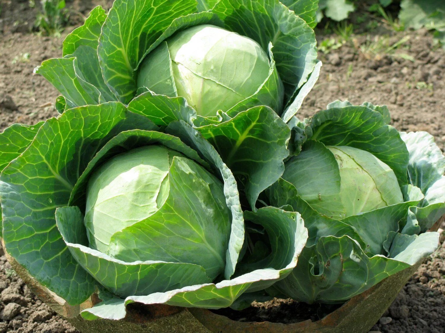 Качан капусты фото Danish Ballhead' Cabbage Seeds,1 oz pack Cabbage seeds, Cabbage, Cabbage plant