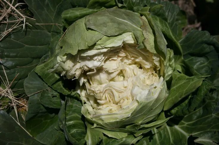 Качан капусты фото Cabbage Head Splitting: Fixes For Splitting Cabbage Plants veg-cabbage Cabbage h