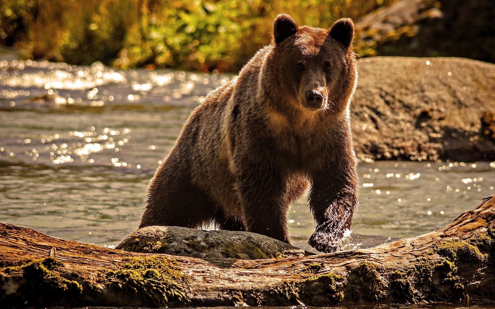 Качества фото дики Bear coming out of a stream Brown bear, Bear, Amur leopard