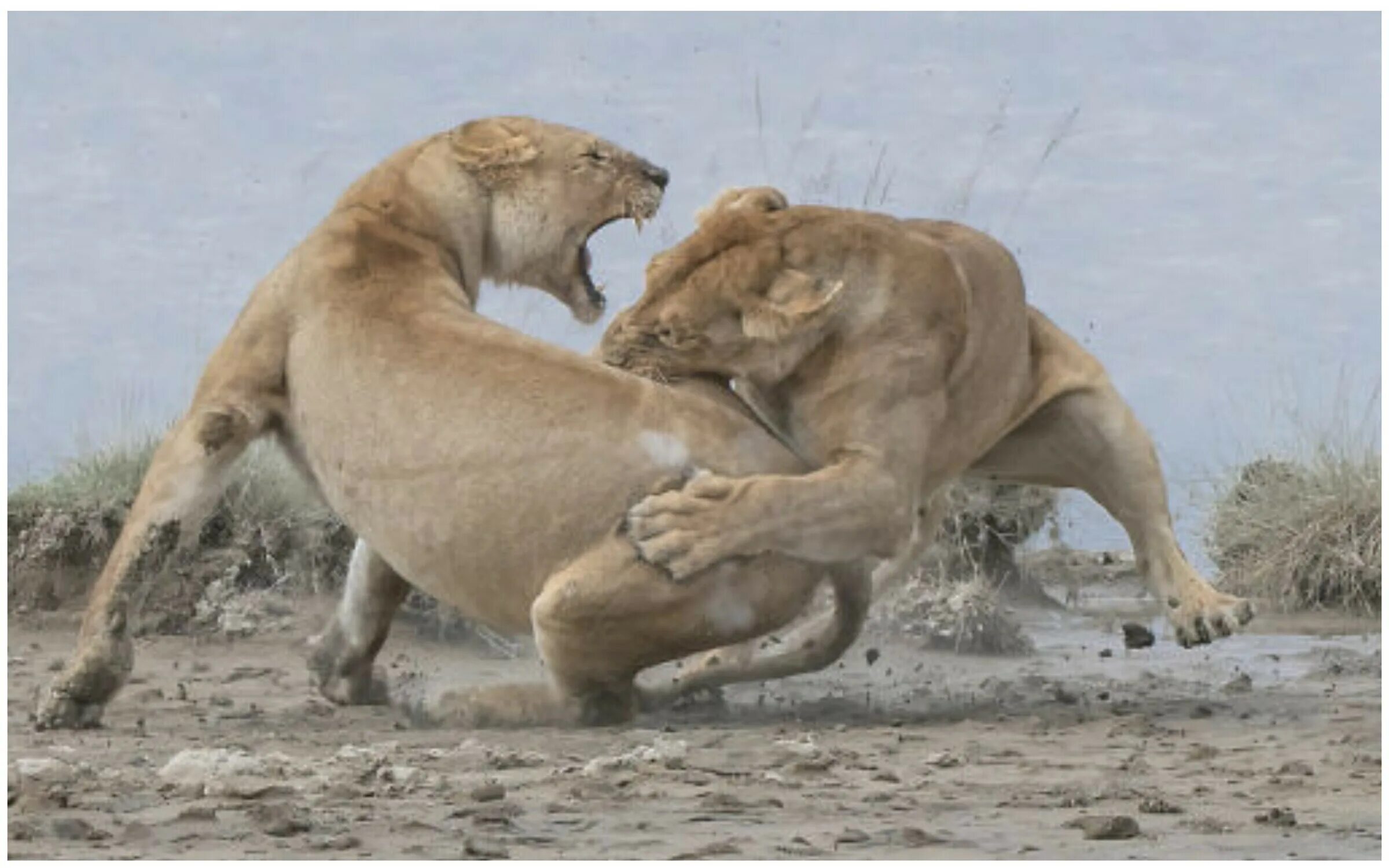 Качества фото дики Объявлены победители World Nature Photography Awards: лучшие снимки природы из р