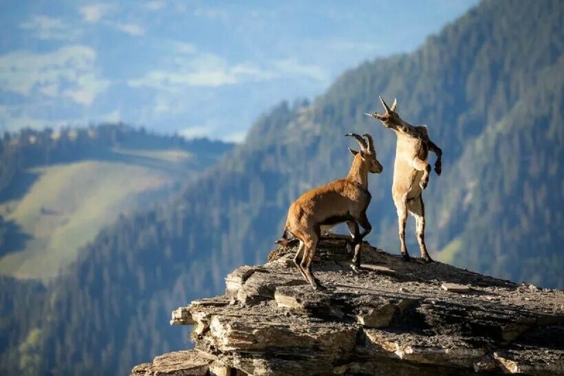 Качества фото дики Лучшие 20 фотографий дикой природы по версии журнала Nature TTL