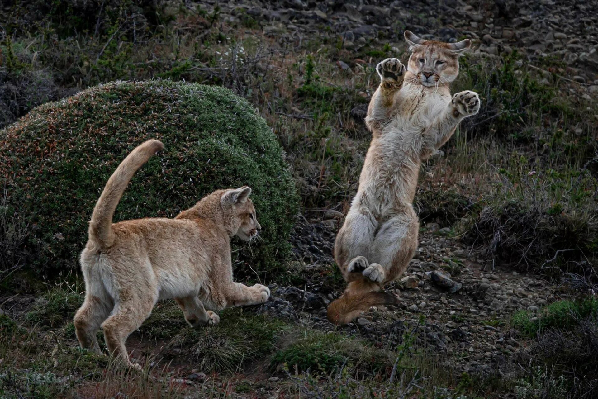 Качества фото дики Comedy Wildlife Photography Awards - Chance for Traveller