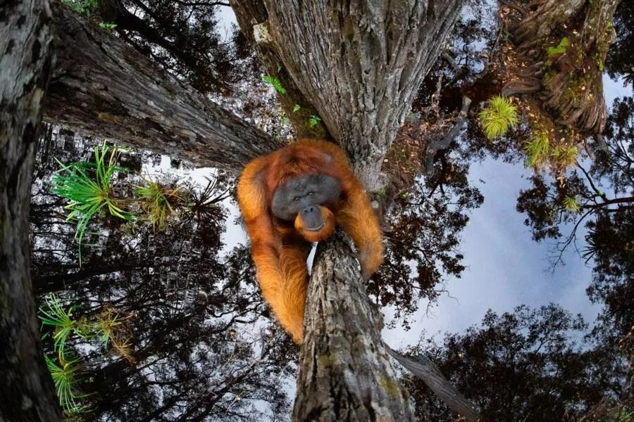 Качества фото дики Потрясающий вид: самые удивительные кадры года Фотогалереи Известия