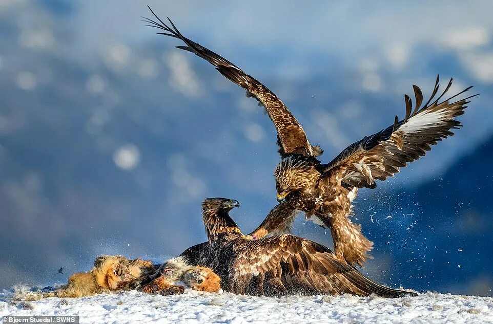 Качества фото дики Shot of leaping wildebeest wins the top prize in an international wildlife photo