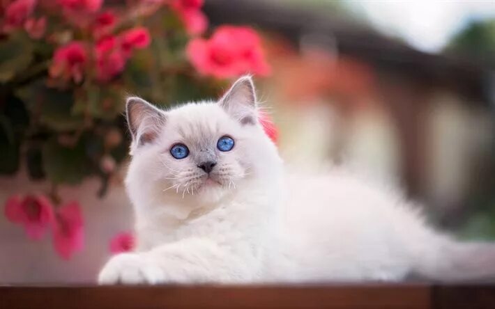 Качественные фото кошек Download wallpapers Ragdoll, white fluffy kitten, blue eyes, pets, little cats, 