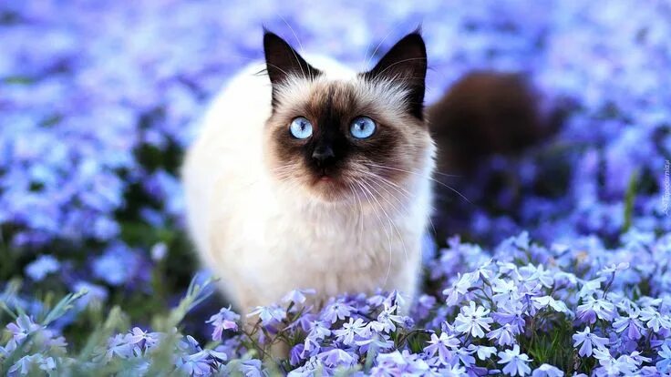 Качественные фото кошек Kot syjamski, Kwiaty Cat facts, Cat with blue eyes, Cats