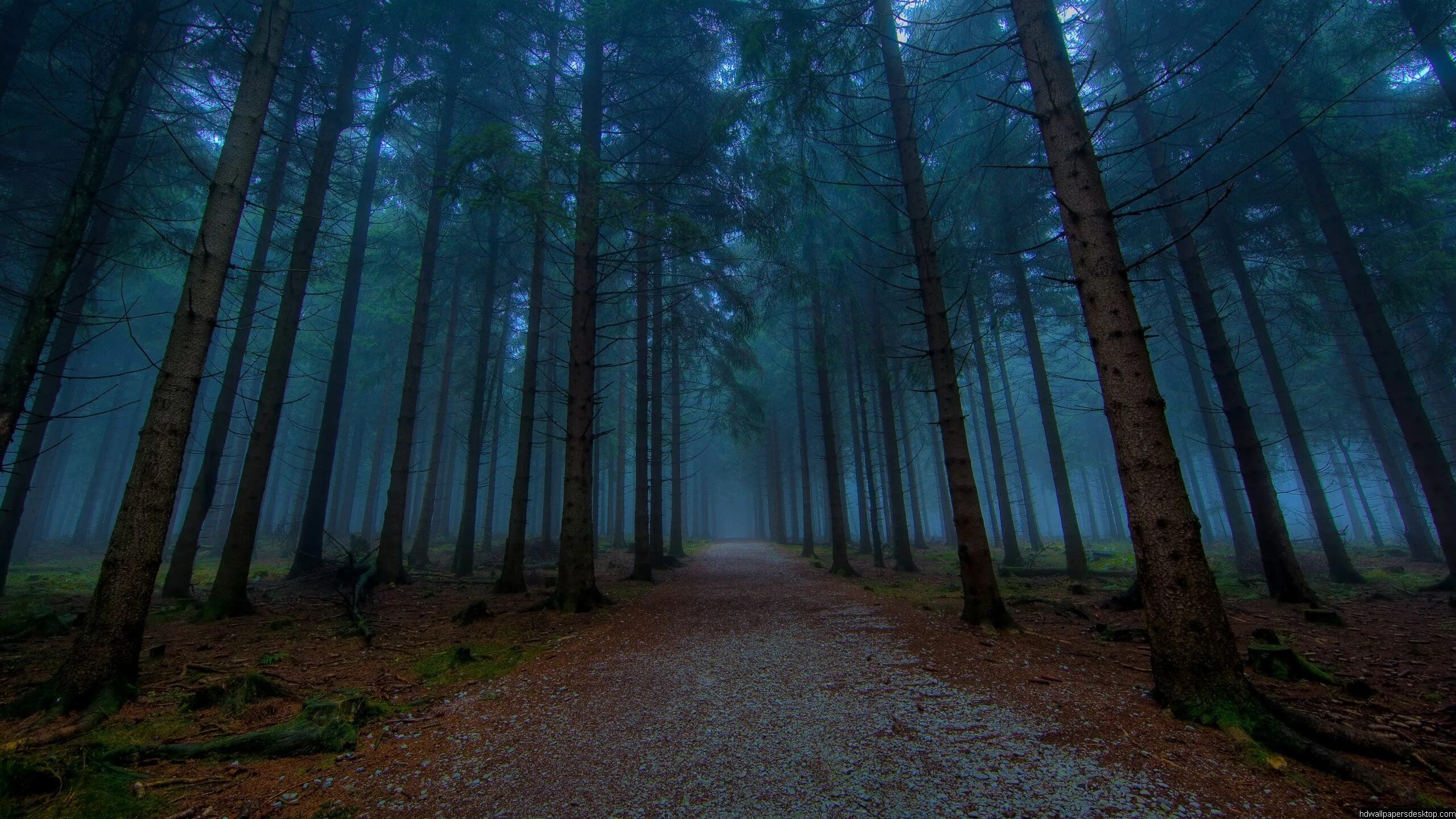 Качественные фото леса Nature Wallpaper Pack Forest pictures, Mystical forest, Foggy forest