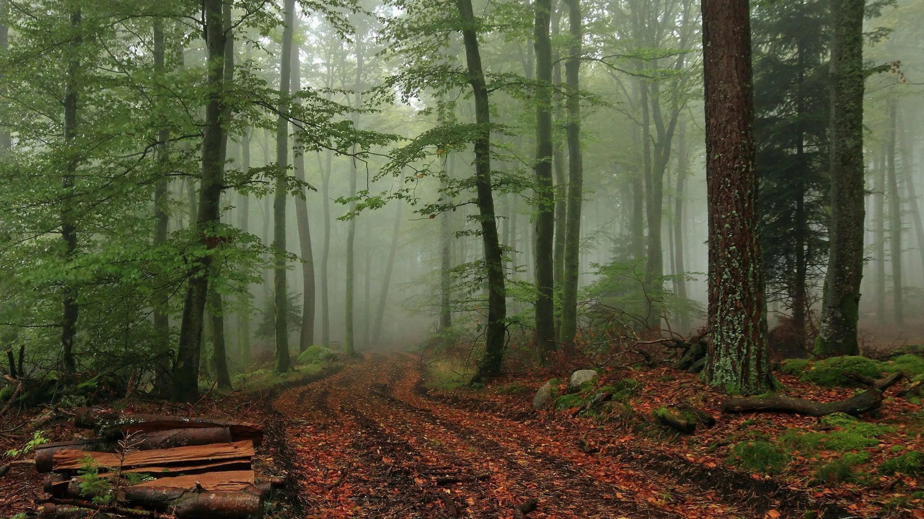 Качественные фото леса Foggy Forest Wallpaper Wide #5Fv