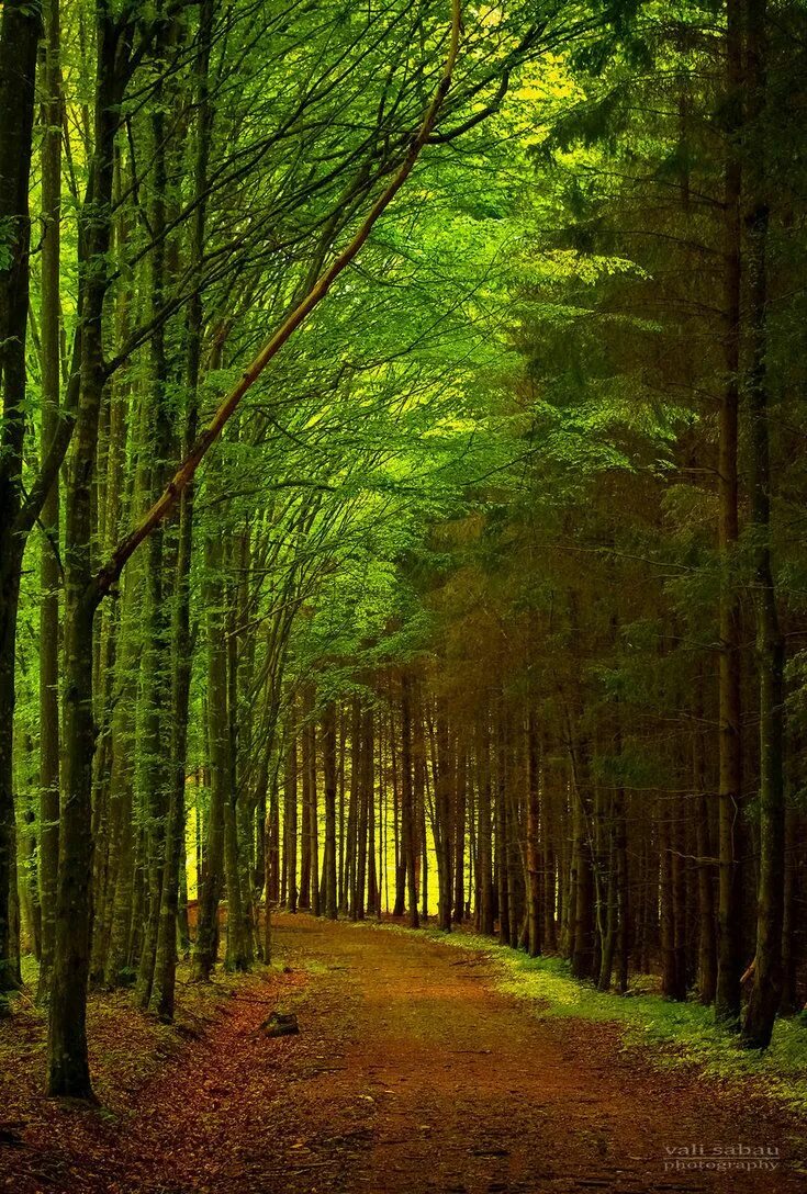 Качественные фото леса Romanian Forest II by valiunic on deviantART Forest wallpaper, Green nature wall