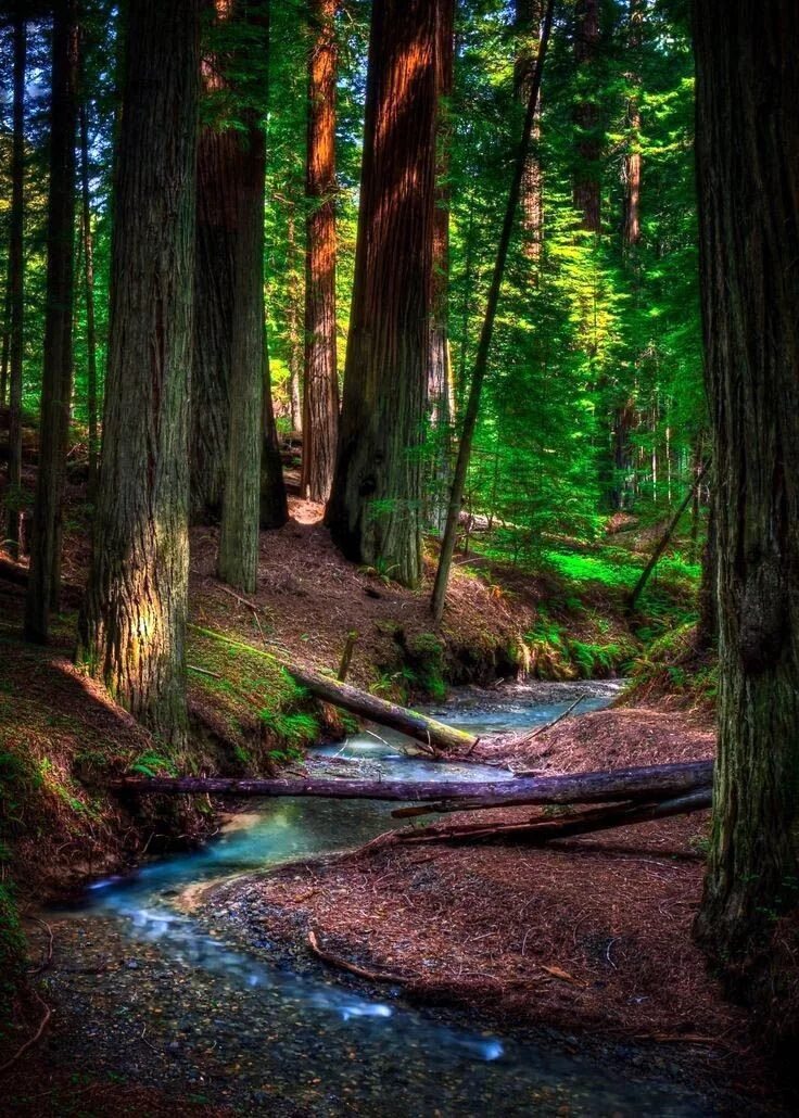 Качественные фото леса The Most Effective Time to Visit the Redwood Forest Nature photography, Redwood 