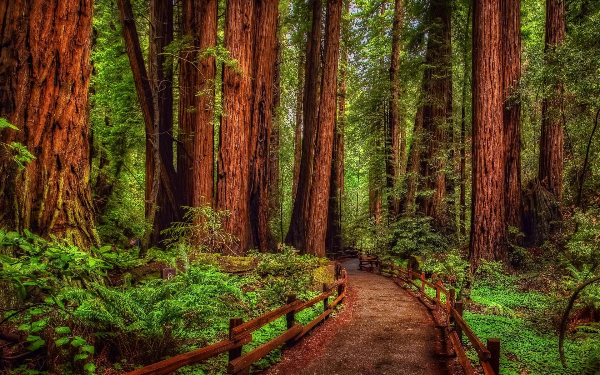 Качественные фото леса 30+ Redwood Wallpapers Muir woods national monument, Forest wallpaper, Redwood f