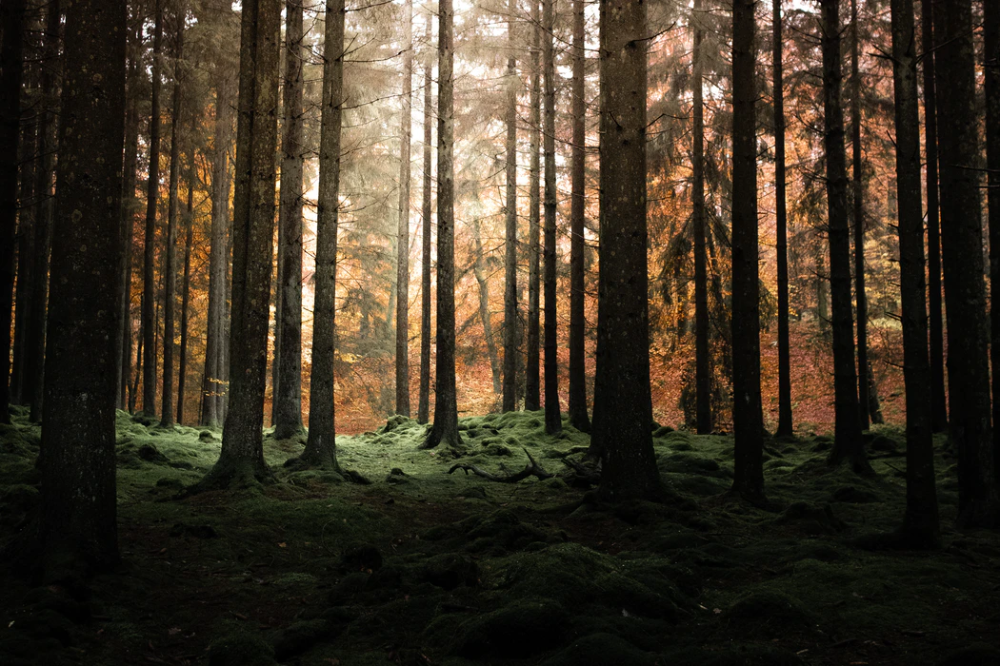 Качественные фото леса brown trees on forest during daytime photo - Free Forest Image on Unsplash Natur