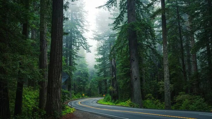 Качественные фото леса Forest road wallpaper, nature, tree, path, spruce fir forest Desktop background 