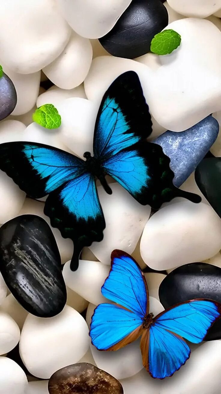 Качественные фото на обои на телефон Pin by kit kat on wallpaper Butterfly wallpaper, Blue butterfly wallpaper, Butte