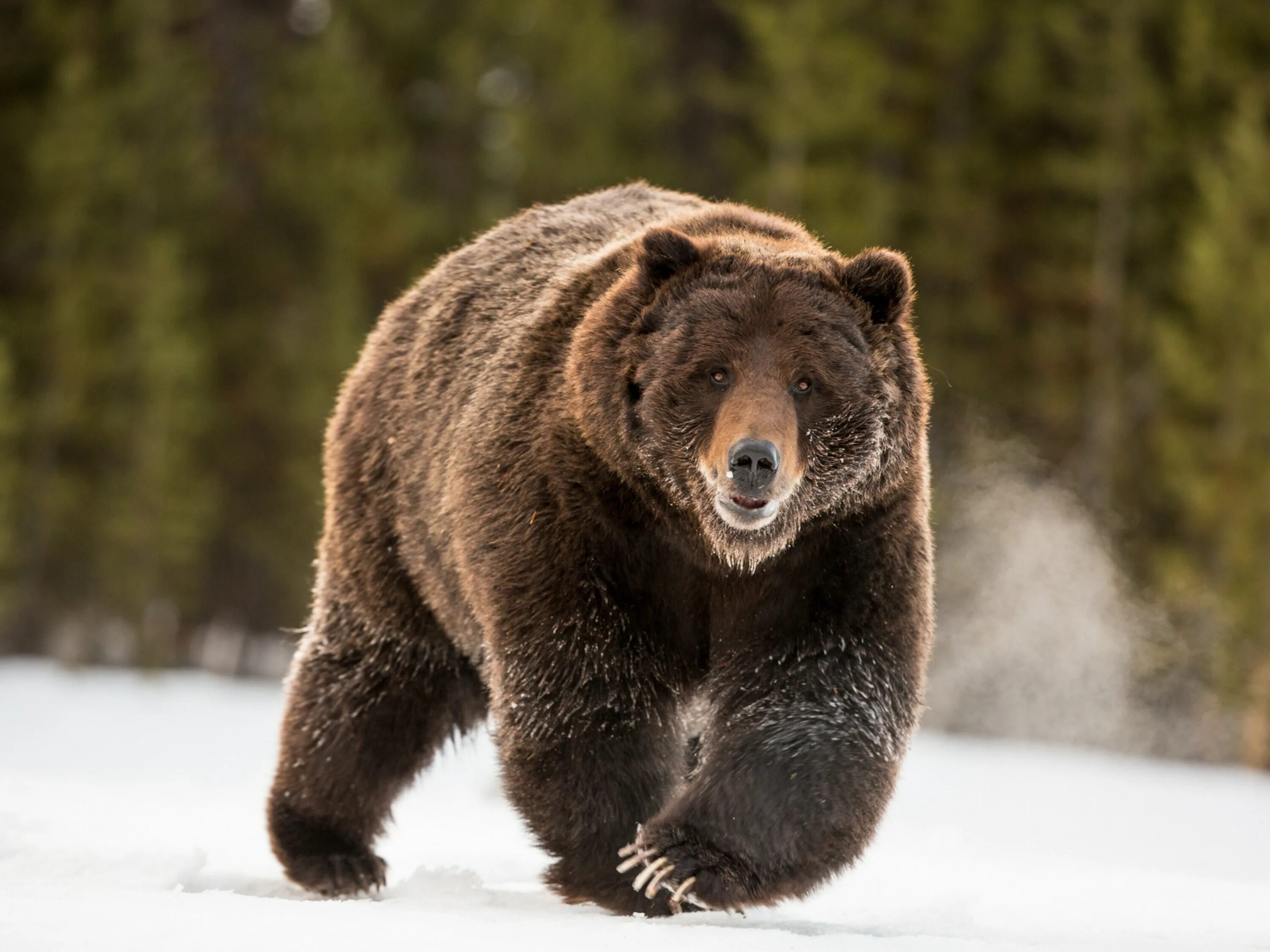 Качество фото медведя Grizzly Bears Moving into Canada's Polar Bear Capital