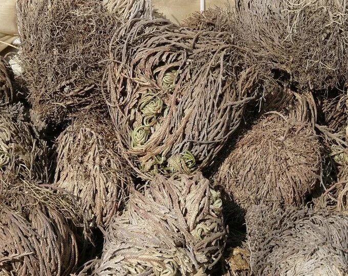 Каф марьям цветок фото Rose of Jericho Etsy