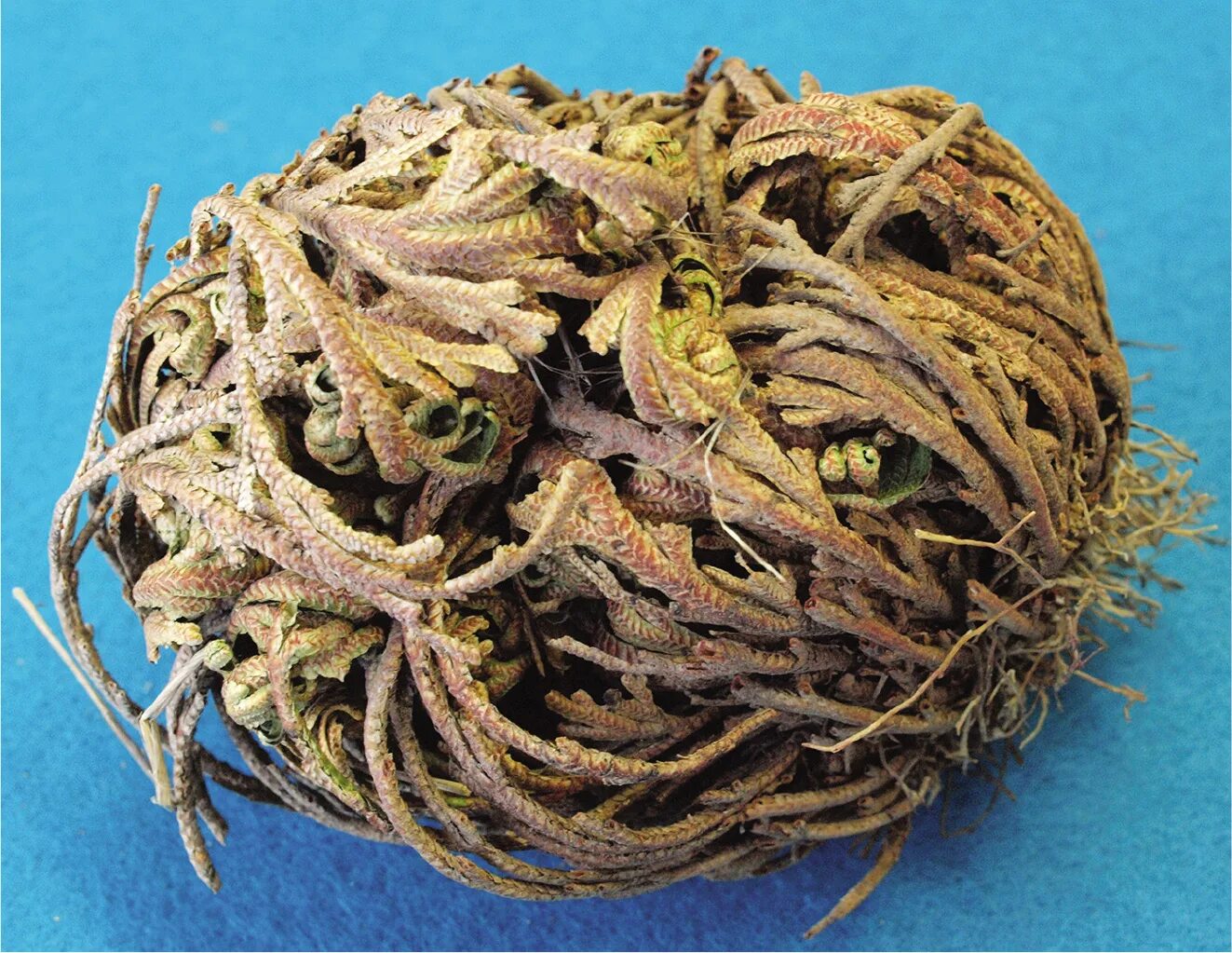 Каф марьям цветок фото Investigating the Resurrection Plant NSTA