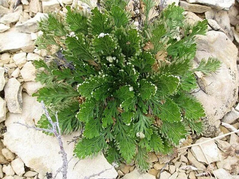 Каф марьям цветок фото Live RESURRECTION PLANT Rose of Jericho Dinosaur Fern Miracle Etsy