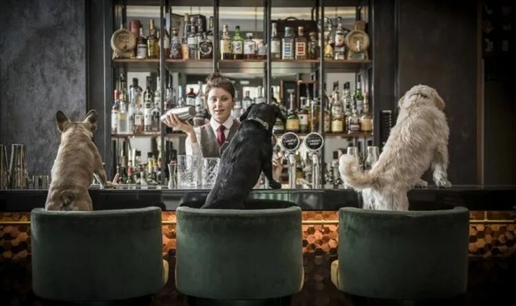 Кафе бара животное фото London cocktail bar creates dog-friendly cocktail menu Travel News Travel Expres