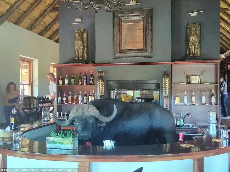 Кафе бара животное фото A buffalo walks into a bar at the Hlosi Game Lodge in South Africa Daily Mail On