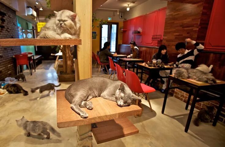 Кафе бара животное фото cat cafe! cats and coffee..two of the best things ever! Gato japonês, Gatos de e