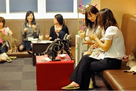 Кафе кошек фото Tokyo Cafes Let You Have A Coffee And Cuddle With A Cat Cat cafe, Coffee drinks,