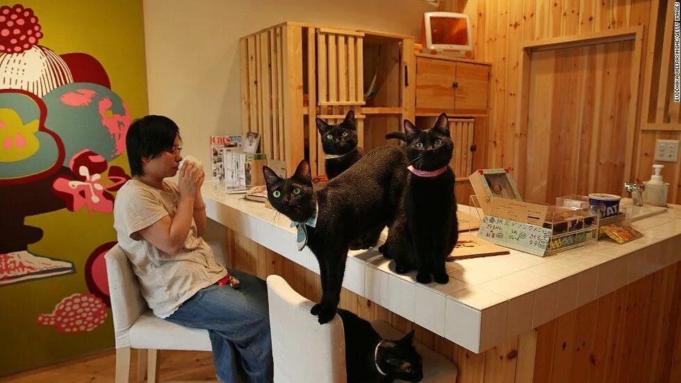 Кафе кошек фото Forget about 'Cats' and check out one of these cat cafes instead CNN Cat cafe, C