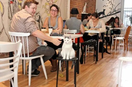 Кафе кошек фото If you go to Montreal cat cafes - The Boston Globe