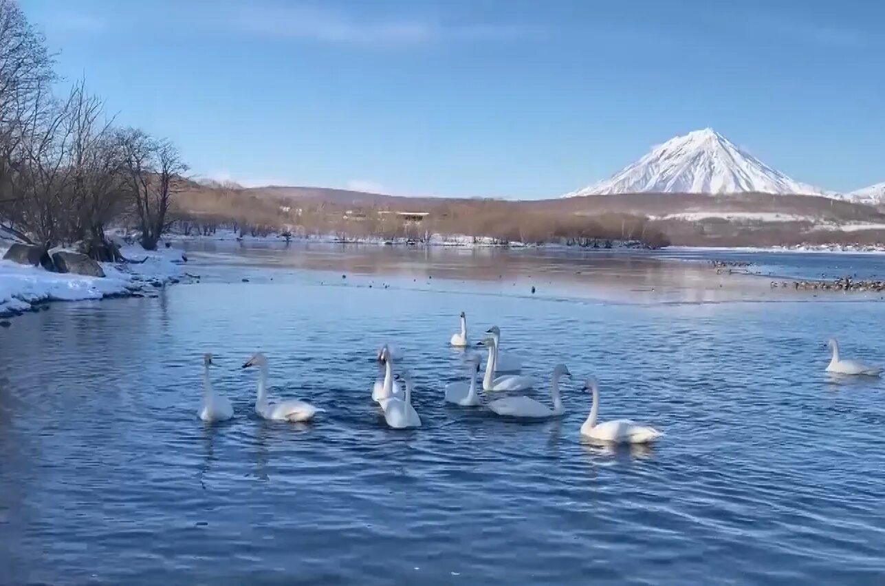 Кафе лебедушка камчатка ретро фото Лебеди в городе. Как снизить негативное воздействие людей на диких птиц, рассказ