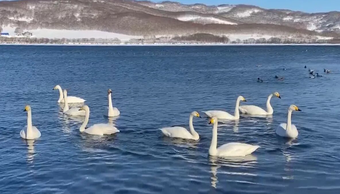 Кафе лебедушка камчатка ретро фото Лебеди в городе. Как снизить негативное воздействие людей на диких птиц, рассказ