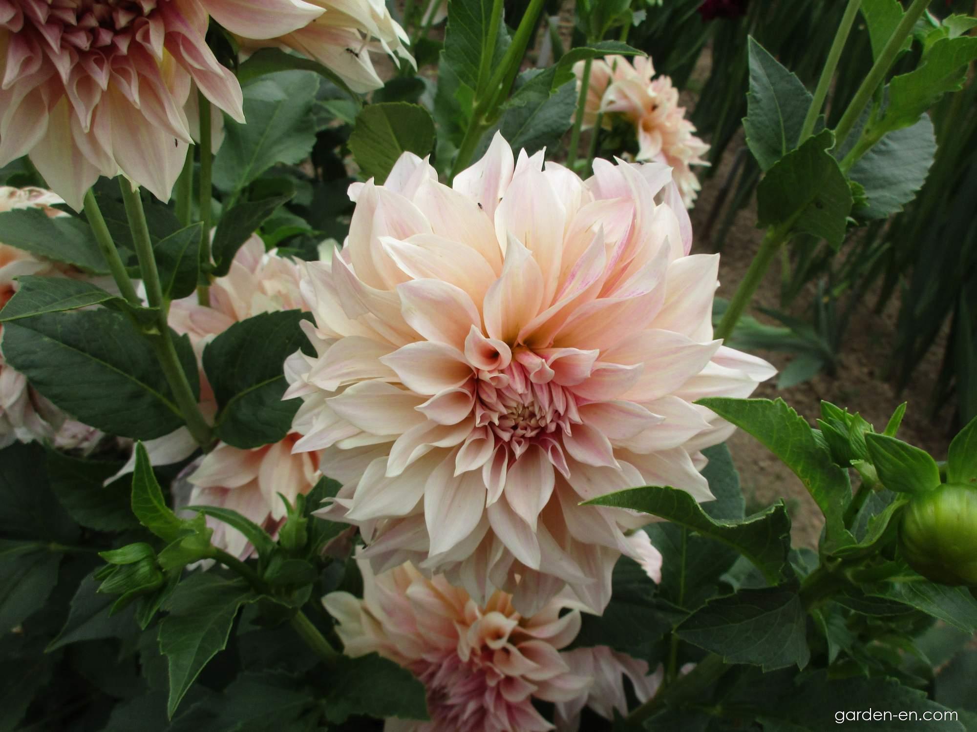 Кафе о ле георгин фото Photo Dahlia Cafe Au Lait - flowers 6 Garden-en.com