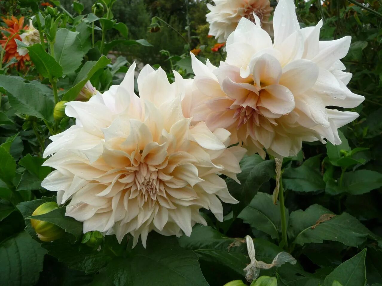 Кафе о ле георгин фото Dahlia 'Café au lait', l'opulence faite fleur - Paris côté jardin Dahlia, Café a