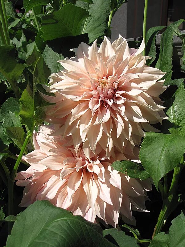 Кафе о ле георгин фото Cafe Au Lait Dahlia (Dahlia 'Cafe Au Lait') in Denver Arvada Wheat Ridge Golden 