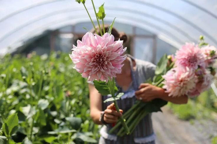 Кафе о ле георгин фото IMG_3768 Flower farm, Cafe au lait dahlia, Dahlia