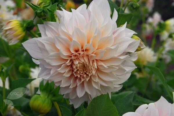 Кафе о ле георгин фото Dahlia 'Café au Lait' - dahlia tuber Bulb flowers, Cafe au lait dahlia, Dahlia