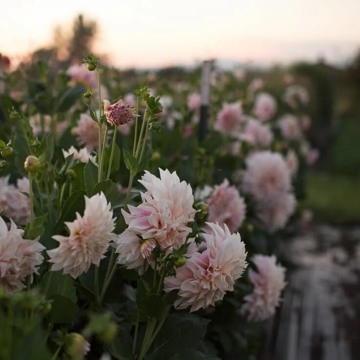 Кафе о ле георгин фото Dahlia Café au Lait - Floret Flowers