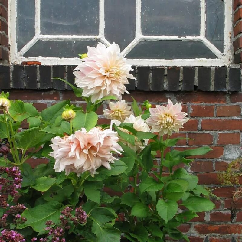 Кафе о ле георгин фото DAHLIA 'Café au Lait'