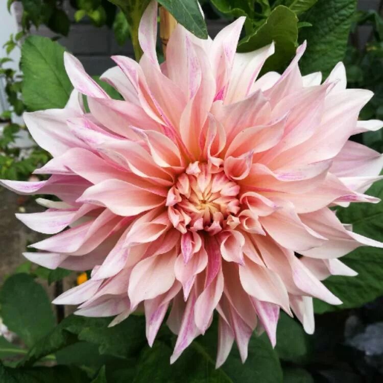 Кафе о ле георгин фото Dahlia 'Cafe au Lait', Dahlia 'Cafe au Lait' (Decorative) - uploaded by @Marct