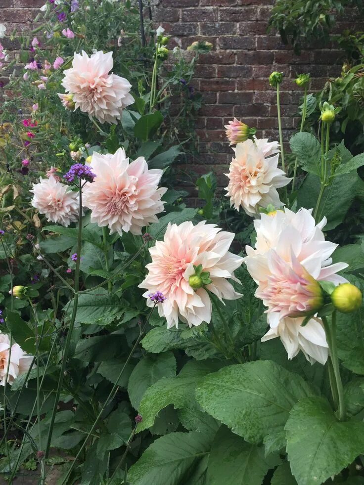 Кафе о ле георгин фото Cafe au lait dahlias . Sussex Dahlias garden, Cottage garden design, Cafe au lai