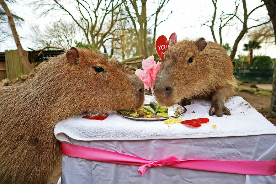 Кафе с капибарами в москве фото These Capybaras Were Treated To A Romantic Meal For A Capy Valentine’s Day Bored