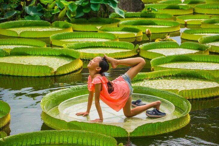 Кафе с кувшинками на пхукете фото Даже рыбы фотографируются с водяными лилиями - inTaiwan.ru