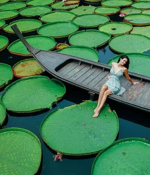 Кафе с кувшинками на пхукете фото Phuket, cafe Ma Doo Bua, which attracts a beautiful pond with giant water lilies