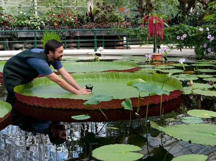 Кафе с кувшинками на пхукете фото Ресторан с кувшинками на пхукете